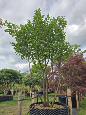 Afbeelding Laurierkers - Prunus laurocerasus 'Rotundifolia'