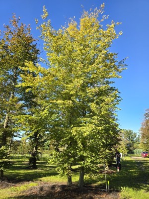 Afbeelding Vogelboom haagbeuk - Carpinus betulus