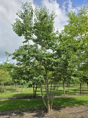 Afbeelding Lotusboom - Diospyros lotus