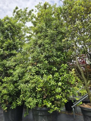 Afbeelding Steeneik - Quercus ilex