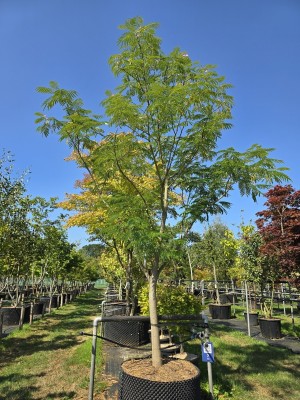 Afbeelding Perzische slaapboom - Albizia julibrissin
