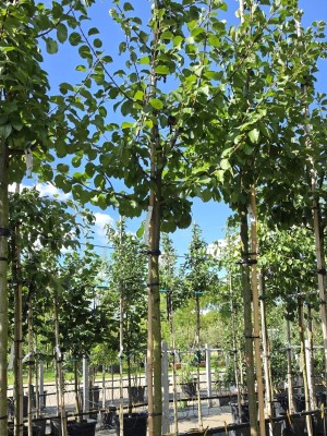 Afbeelding Reine Claude d' Oullins pruim - Prunus domestica 'Reine Claude d' Oullins'
