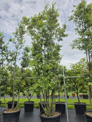 Afbeelding Steeneik - Quercus ilex