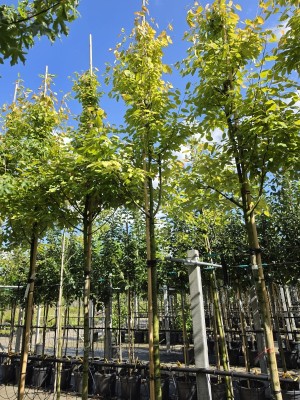Afbeelding Felsenbirne - Amelanchier arborea 'Robin Hill'