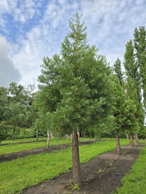 Afbeelding Mammoetboom - Sequoiadendron giganteum
