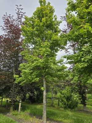 Afbeelding Taiwanese Amberboom - Liquidambar formosana var. monticola