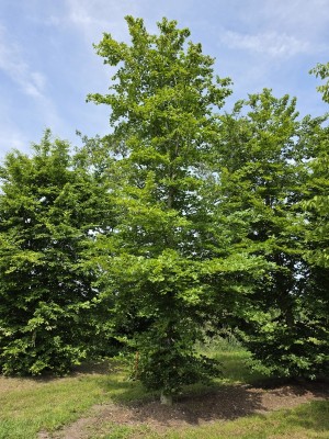 Afbeelding Groene beuk als struikboom - Fagus sylvatica