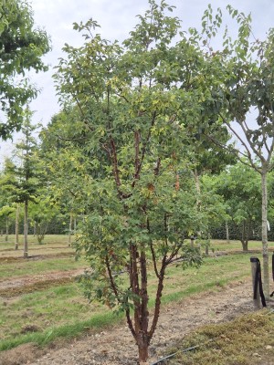 Afbeelding Papierahorn - Acer griseum