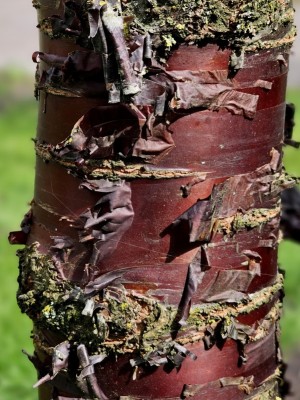 Afbeelding Mahonie bruine Tibetaanse kers - Prunus serrula