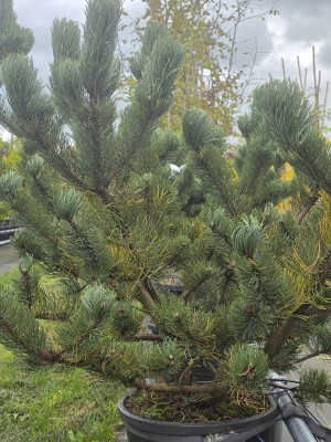 Afbeelding Grillige dwergvorm Oostenrijkse Den - Pinus nigra Oregon Green