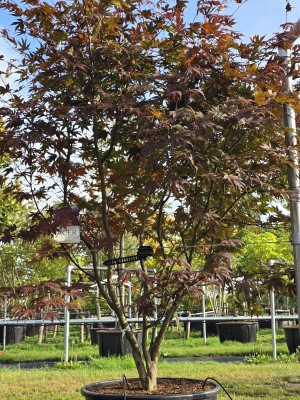 Afbeelding Japanse esdoorn - Acer palmatum 'Bloodgood'