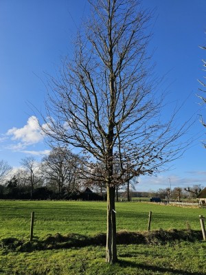 Afbeelding Haagbeuk - Carpinus Betulus