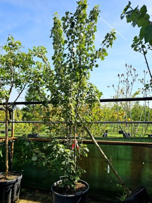 Afbeelding Roter Ahorn - Acer Rubrum.