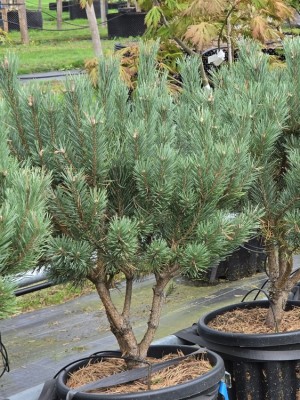 Afbeelding Dwerg Den - Pinus sylvestris 'Watereri'