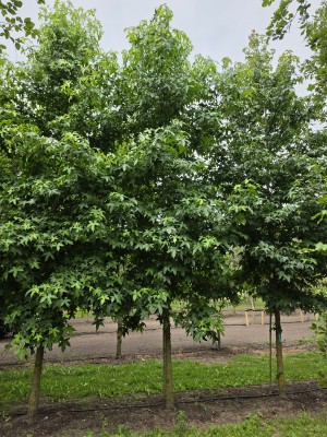 Afbeelding Amberbaum - Liquidambar styraciflua