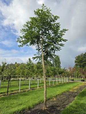 Afbeelding Geweihbaum - Gymnocladus dioica