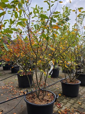 Afbeelding Krentenboom meerstam - Amelanchier lamarckii