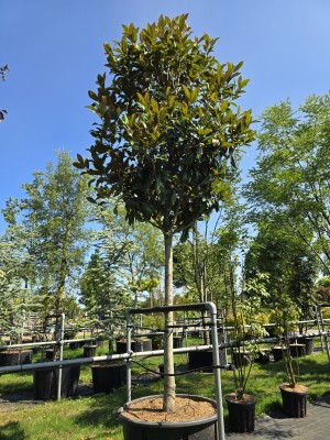 Afbeelding Magnolia grandiflora 'Galissonnière' - Magnolia grandiflora 'Galissonnière'