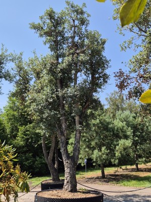 Afbeelding Kurkeik - Quercus Suber