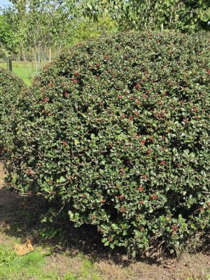 Afbeelding Volwassen bol van blauwe hulst - Ilex meserveae 'Blue Angel'