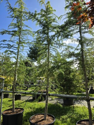 Afbeelding Geelnaaldige Ceder - Cedrus deodara 'Aurea'