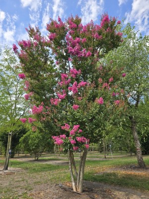 Afbeelding Lagerstroemia indica 'Rosea' - Lagerstroemia indica 'Rosea'