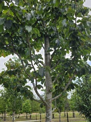 Afbeelding Persisches Eisenholz - Parrotia persica 'Vanessa'