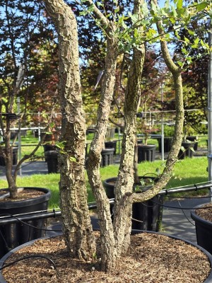 Afbeelding Korkeiche - Quercus Suber