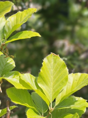 Afbeelding Zuilbeuk - Fagus sylvatica 'Dawyck Gold'