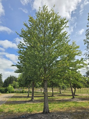 Afbeelding Katsurabaum oder Kuchenbaum - Cercidiphyllum japonicum