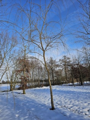 Afbeelding Trauerweide - Salix x sepulcralis 'Chrysocoma'