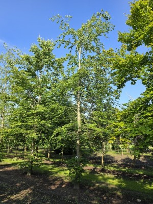 Afbeelding Groene beuk - Fagus sylvatica