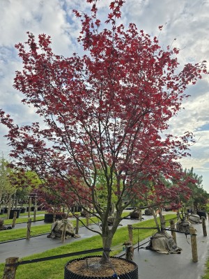 Afbeelding Japanse esdoorn - Acer palmatum 'Bloodgood'