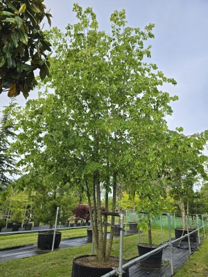 Afbeelding Hollandse Linde, Meerstammige Koningslinde - Tilia x europaea 'Pallida'