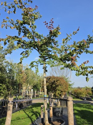Afbeelding Perzisch IJzerhout - Parrotia persica