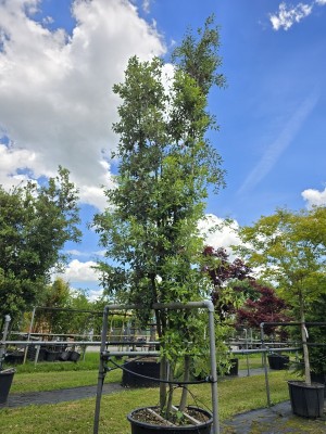 Afbeelding Steeneik - Quercus ilex