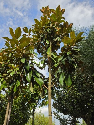 Afbeelding Groenblijvende Magnolia - Magnolia grandiflora 'Goliath'