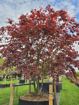Afbeelding Japanse Esdoorn - Acer palmatum 'Atropurpureum'