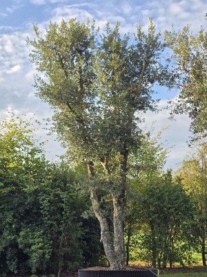 Afbeelding Charaktervolle Korkeiche - Quercus Suber