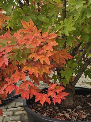 Afbeelding driebloemige esdoorn - Acer Triflorum