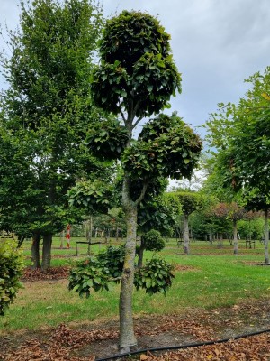 Afbeelding Formschnitt Grünbuche - Fagus sylvatica