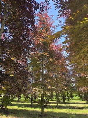 Afbeelding Rode beuk als solitair - Fagus sylvatica 'Atropunicea'