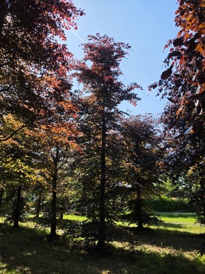 Afbeelding Rode beuk - Fagus sylvatica 'Atropunicea'