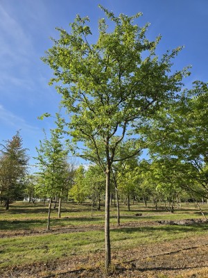 Afbeelding Kupfer-Felsenbirne - Amelanchier lamarckii