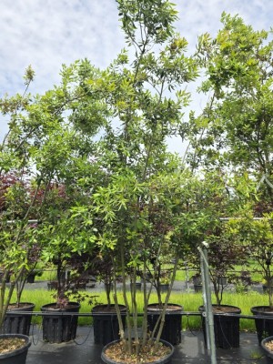 Afbeelding Steeneik - Quercus ilex