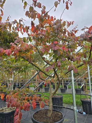 Afbeelding Perzisch IJzerhout - Parrotia persica