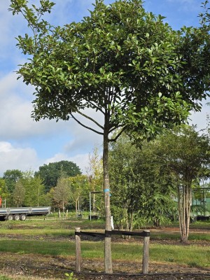 Afbeelding Glansmispel hoogstam boom - Photinia fraserii 'Red Robin'