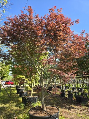 Afbeelding Japanischer Ahorn - Acer palmatum 'Trompenburg'