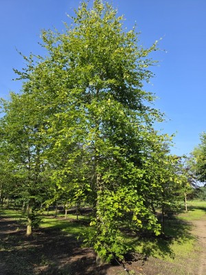 Afbeelding Groene Beuk - Fagus sylvatica