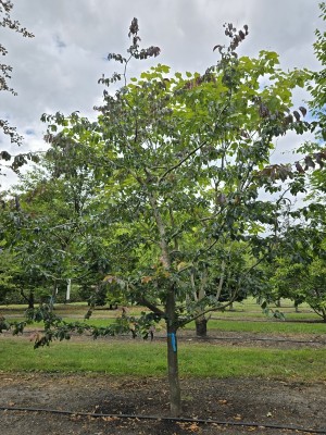 Afbeelding Persisches Eisenholz - Parrotia persica 'Bella'